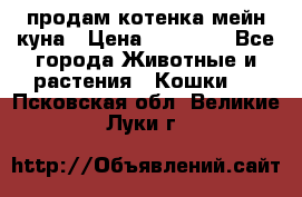 продам котенка мейн-куна › Цена ­ 35 000 - Все города Животные и растения » Кошки   . Псковская обл.,Великие Луки г.